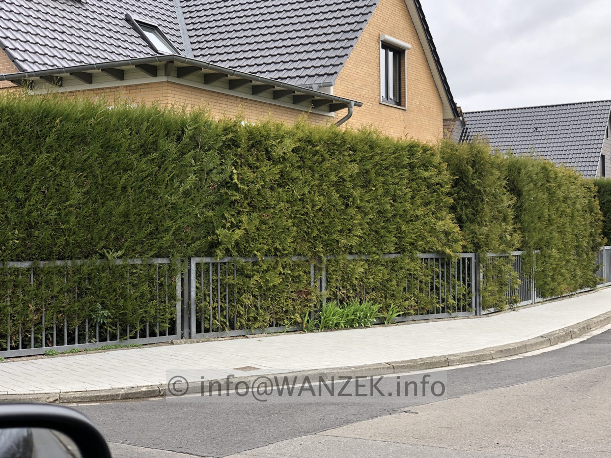 Hecke Thuja plicata links, rechts Brabant 001.JPG